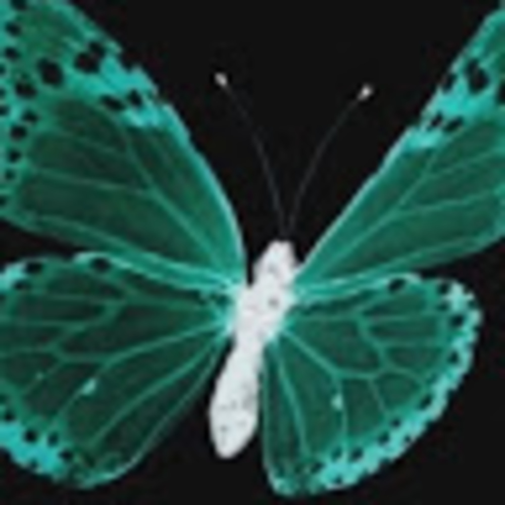 Meet your Posher, Bella